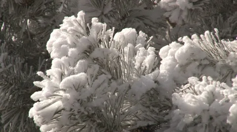 Snow covered pine tree branches. Stock-Footage 38055009