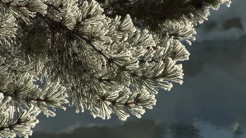 Snow Covered Pine Tree Branches Near Water Stock Footage 130225643