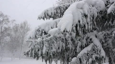 Snow covered pine tree branches in the wind in 4K. Stock Footage 130347603