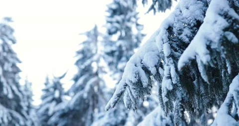 Snow covered pine tree branches with hanging icicles after icy winter night Stock Footage 232674943