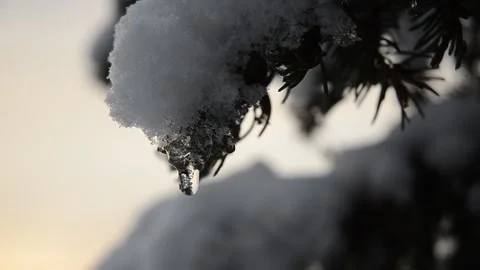 Snow Covered Pine Tree Branches 003 스톡 동영상 238893556