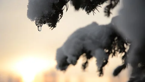 Snow Covered Pine Tree Branches 002 Stock Footage 238893630