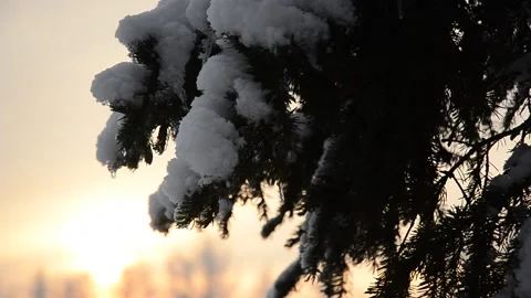 Snow Covered Pine Tree Branches 001 Stock Footage 238893642