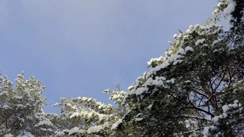 Snow covered pine tree branches Stock Footage 325669761