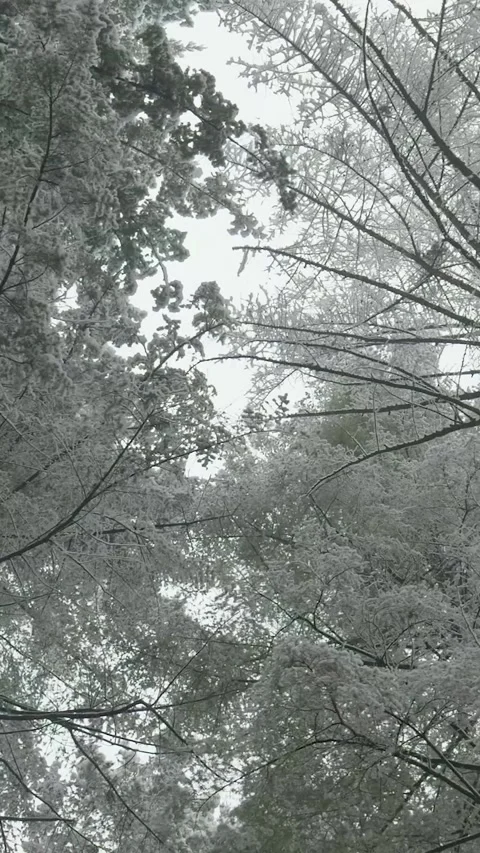 Snow covered pine tree branches in winter Stock Footage 327114677