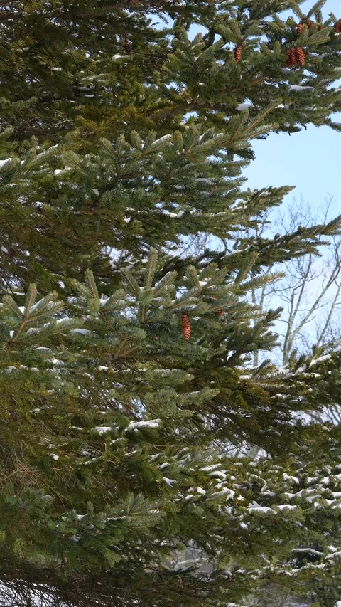 Snow covered pine tree branches swaying in winter wind Video stock 333023670