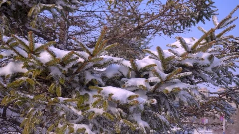 Snow Covered Pine Tree Branches Swaying Gently in a Cold Winter Forest Setting Stock Footage 341950409