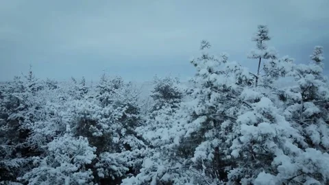 Snow covered pine tree branches in a winter forest background for seasonal Stock Footage 347153290