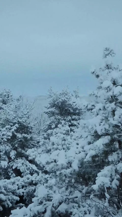 Snow covered pine tree branches in a winter forest background for seasonal Stock-Footage 347154742