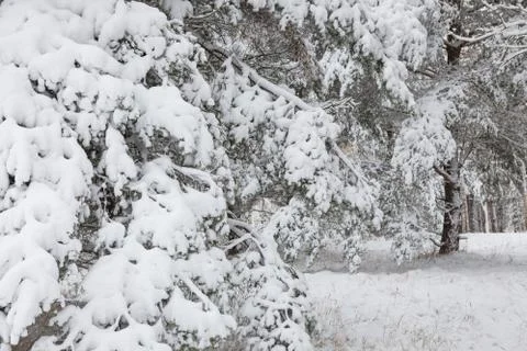 Snow covered pine tree branches in forest Stock Photos