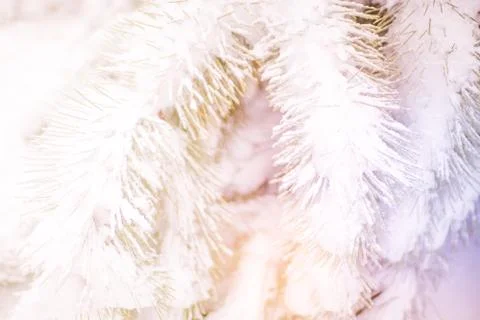 Snow covered pine tree branches close-up with magic sunlight Stock Photos