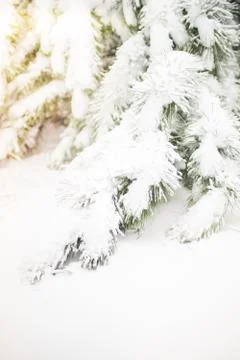 Snow covered pine tree branches close-up with magic sunlight Stock-Fotos