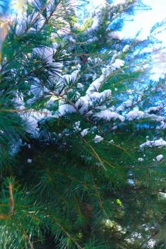 Snow Covered Pine Tree Branches Close Up Fotos de archivo