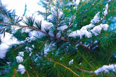 Snow Covered Pine Tree Branches Close Up Fotos de archivo