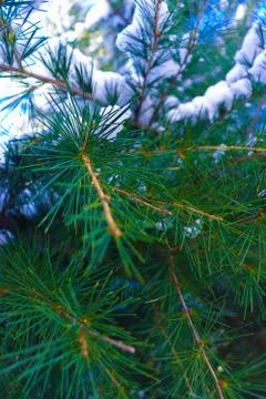 Snow Covered Pine Tree Branches Close Up Fotos de archivo
