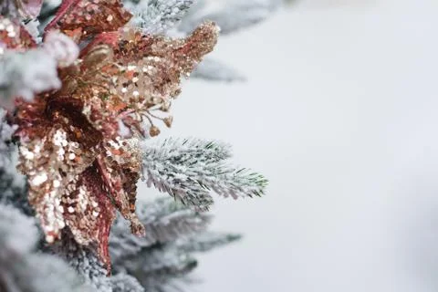 Snow covered pine tree branches with place for text Stock Photos