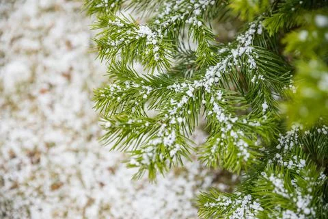 Snow Covered Pine Tree Branches Close Up. Christmas evergreen spruce tree with Stock Photos