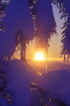 Snow covered pine tree branches with frost during sunset in winter Foto stock