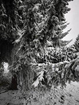 Snow covered pine tree branches in winter landscape, bochov, czechia Stock Photos