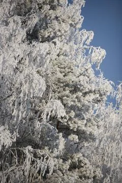 Snow Covered Pine Tree Branches in Winter Frost Against Blue Sky Stock Photos
