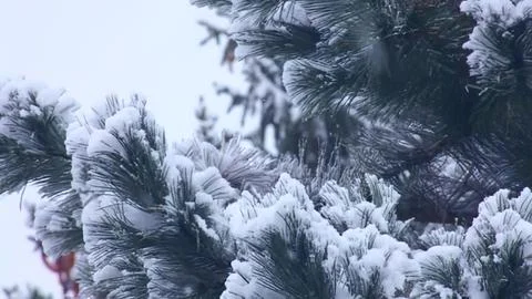 Snow-covered pine tree branches in winter forest Stock Photos