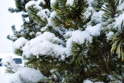 Snow covered pine tree branches with fresh winter snowfall 스톡 사진
