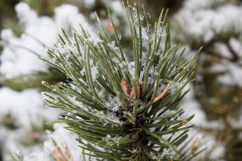 Snow covered pine tree branches with fresh winter snowfall Fotos de archivo