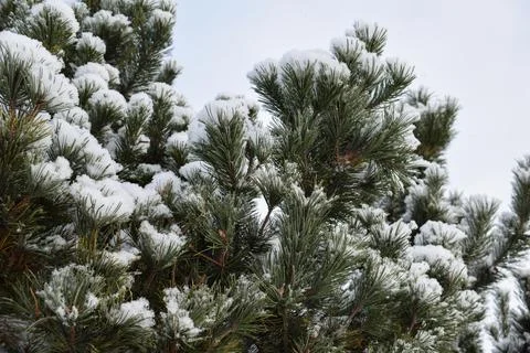 Snow covered pine tree branches with fresh winter snowfall 스톡 사진