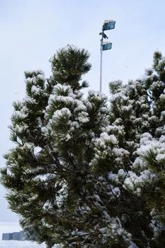 Snow covered pine tree branches with fresh winter snowfall Photos