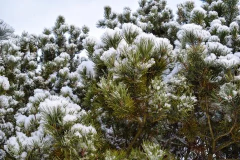 Snow covered pine tree branches with fresh winter snowfall Stock Photos