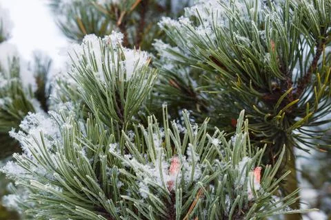 Snow covered pine tree branches with fresh winter snowfall Stock Photos