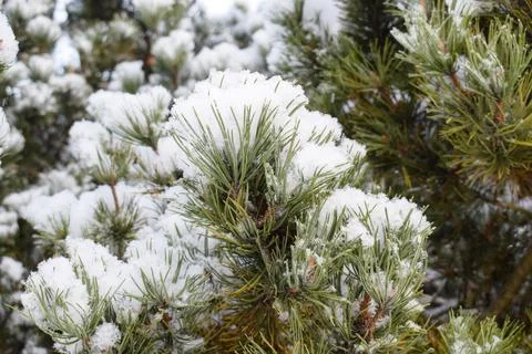Snow covered pine tree branches with fresh winter snowfall Stock-Fotos