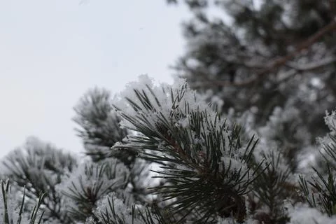 Snow covered pine tree branches with fresh winter snowfall Stock Photos