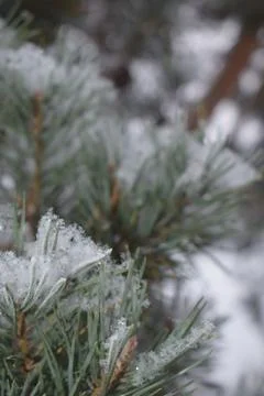 Snow covered pine tree branches with fresh winter snowfall Stock Photos