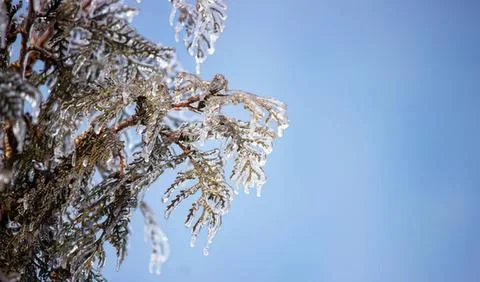 Snow-covered pine tree branches against a blue sky Stock Photos