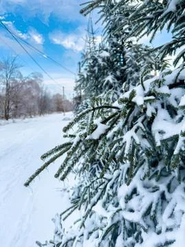 Snow-covered pine tree branches in a winter landscape Stock Photos
