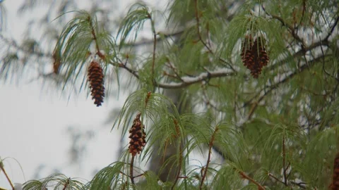 Snow-covered pine tree with cones in Central Park, New York City, during winter Stock Footage 309305784