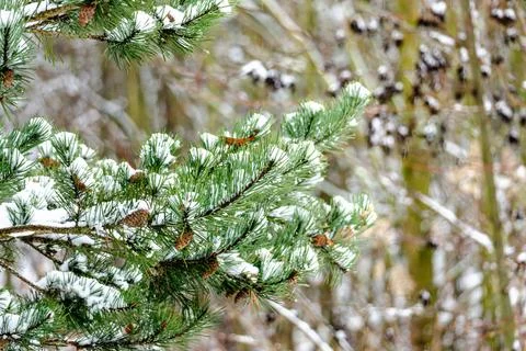 A snow covered pine tree with a few branches still green Stock Photos
