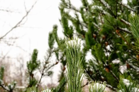 A snow covered pine tree with a few leaves still on it Stock Photos