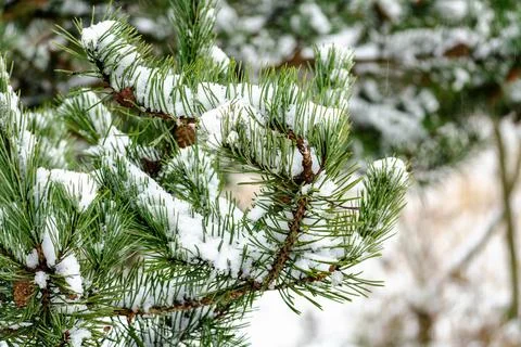 A snow covered pine tree with a few snowflakes on it Stock Photos