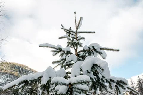 A snow covered pine tree with a few branches still green Stock Photos