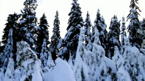 Snow covered pine tree Video stock 15202242