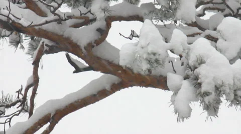 Snow-covered pine tree Stock Footage 44248231