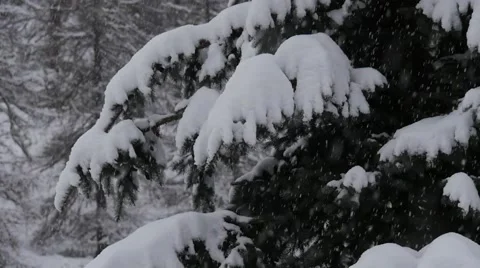 Snow covered pine tree Stock Footage 64860944