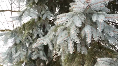 Snow Covered Pine Tree Stock-Footage 145737333