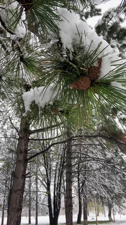 Snow covered pine tree Stock Footage 293091475