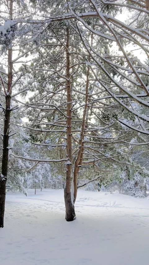 Snow covered pine tree Stock Footage 325669731
