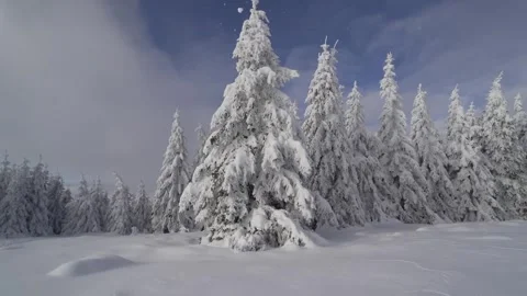 Snow Covered Pine Tree Stock Footage 326137532