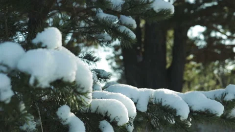 Snow covered pine tree forest close up Vidéo 116616922