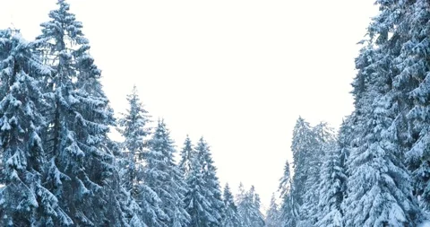 Snow covered pine tree forest in middle of winter in mountainous area Stock Footage 232675468